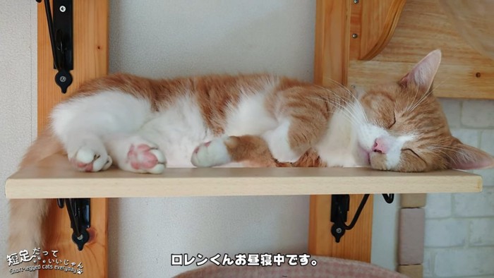 寝ている猫