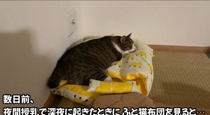 布団で寝る猫