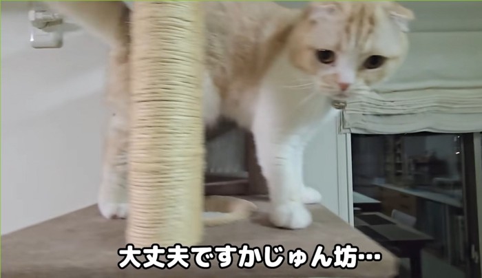 キャットタワーの上で立つ猫（大丈夫ですかじゅん坊…）