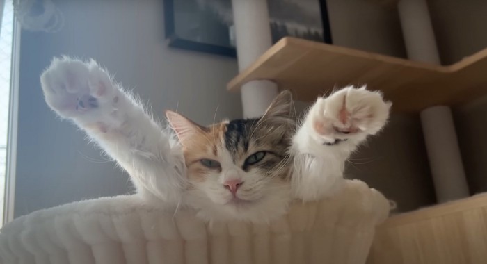 万歳する猫