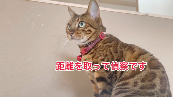 座る赤い首輪の猫