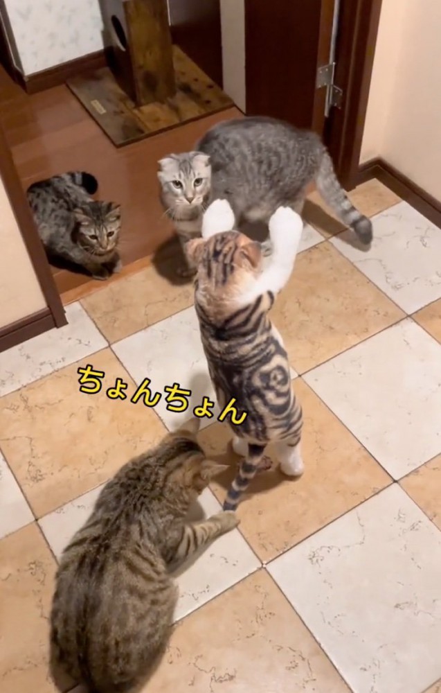 周りに集まる猫