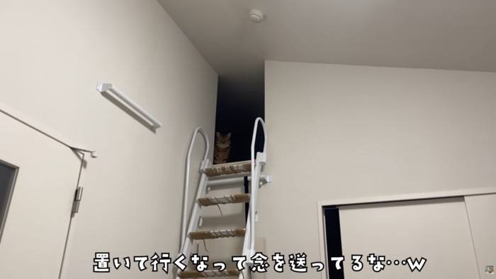 物陰から見つめてくる猫