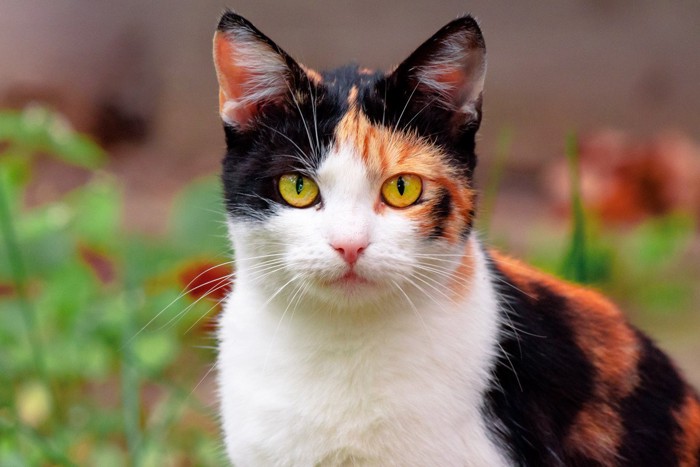 三毛猫正面