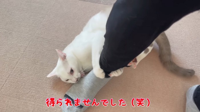 人の足を噛む猫