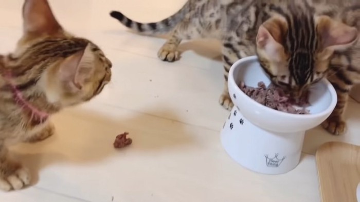 ごはんを食べる猫と見ている猫