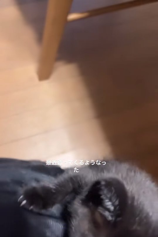 飼い主の膝の上によじ登っている黒猫(顔見切れ)