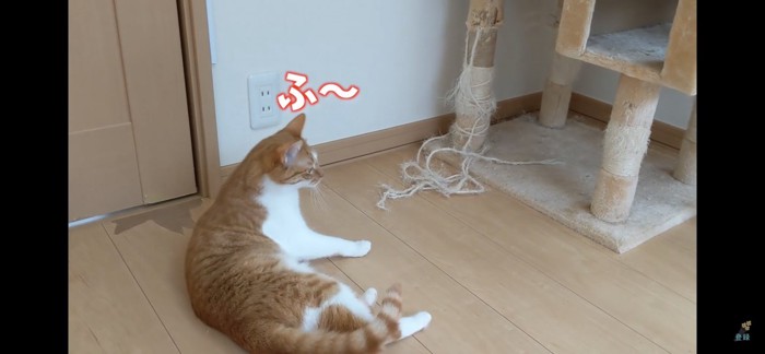 ドアの前で寛ぐ猫