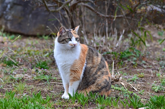 避ける猫