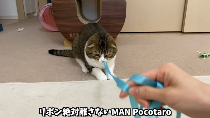 リボンで遊ぶ猫