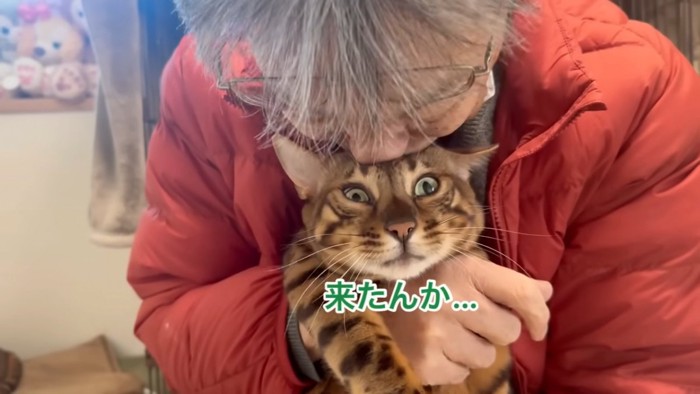 抱っこされる猫