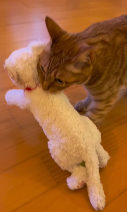 ぬいぐるみをくわえる猫
