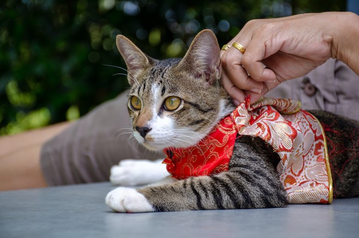 猫に洋服を着せている飼い主の手