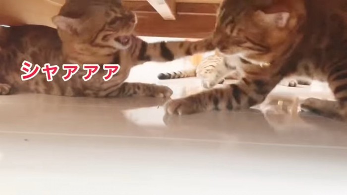 歯をむき出しにして怒る猫