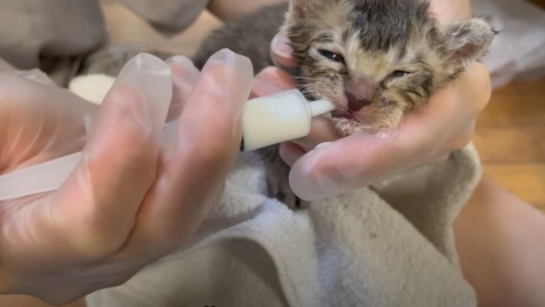 猫用ミルクを飲んでいる子猫