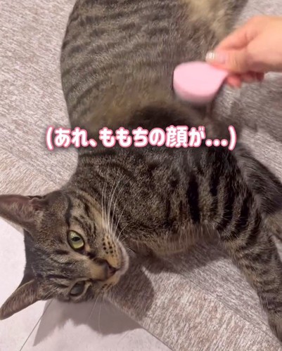 鋭い目つきの猫