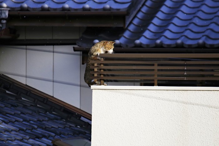 ベランダによじ登る猫