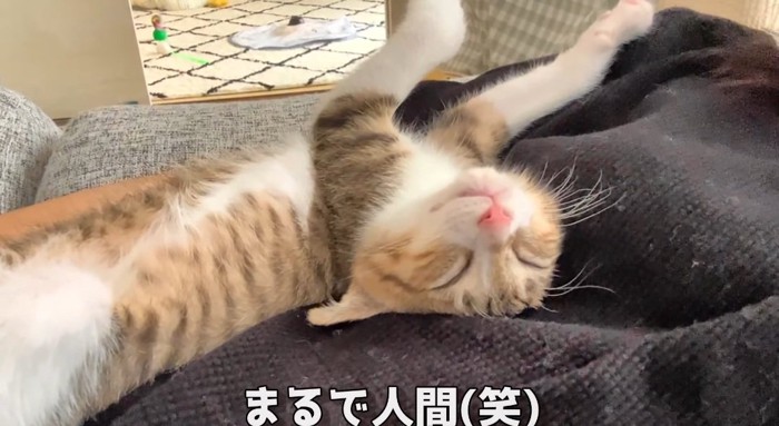 仰向けの猫