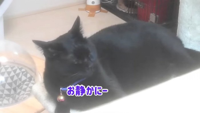 眠そうな猫