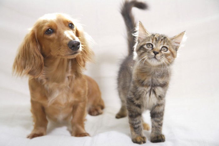 子犬と子猫