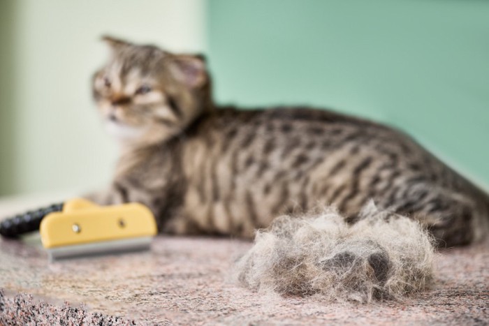 ブラッシング後の毛とくつろぐ猫