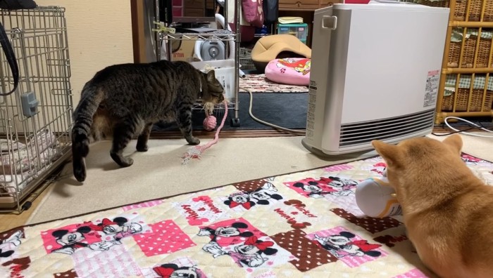 奥に歩いていく猫と柴犬