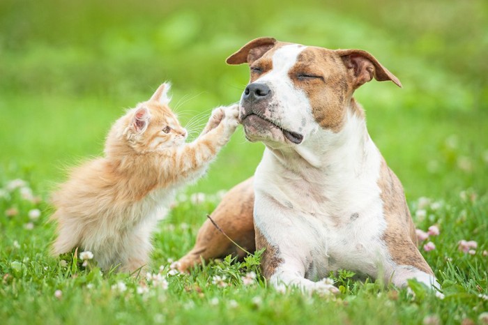 自分より大きな犬に近づく子猫