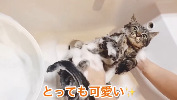 お腹をあらわれる猫