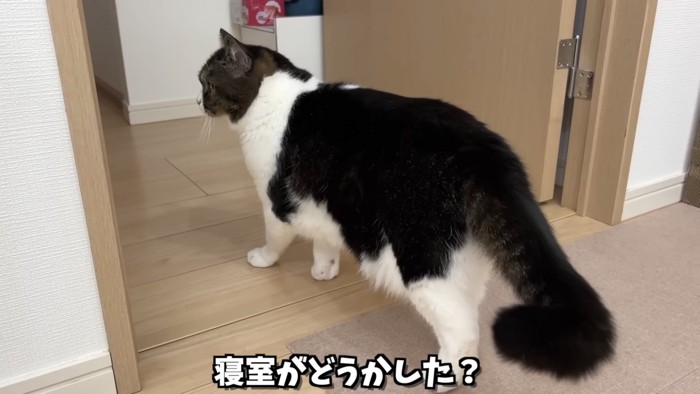 部屋の中を見る猫