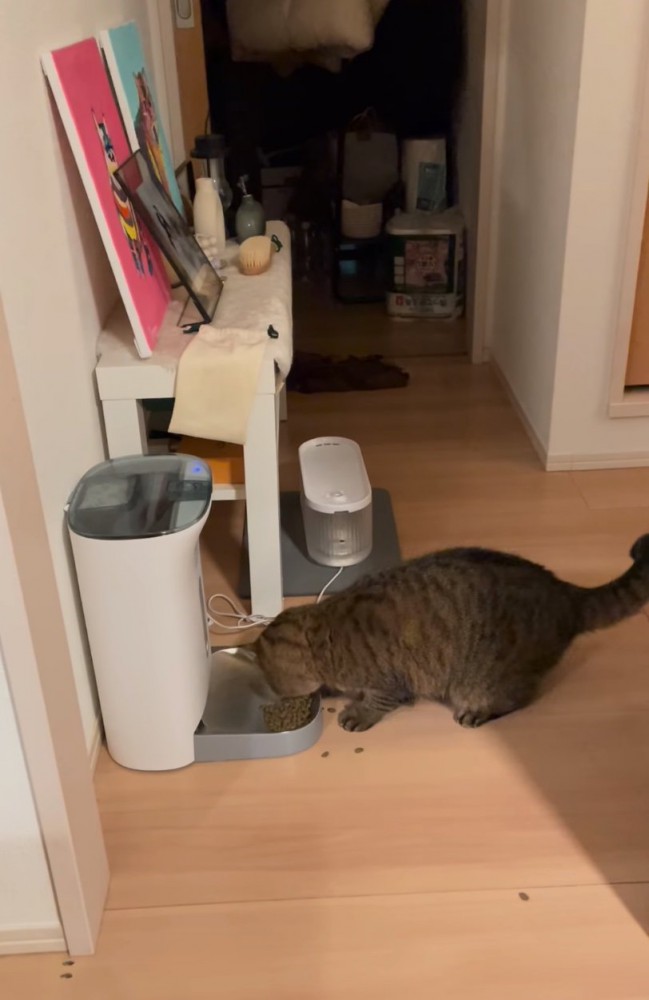 ごはんを見つめる猫