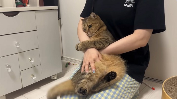 しがみつく猫