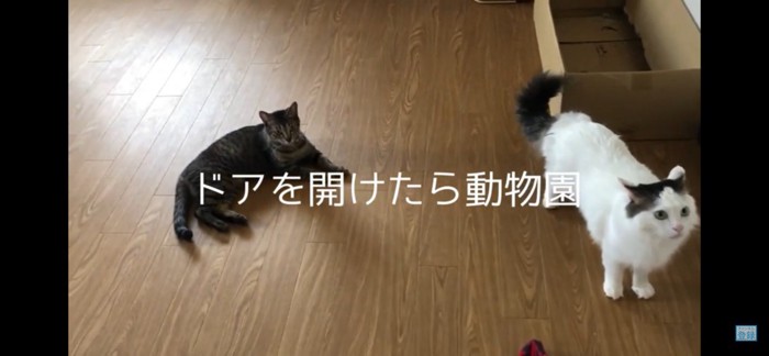 ドアを開けたら動物園