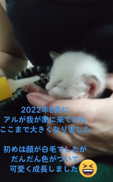 ミルクを与えられて眠そうな白猫
