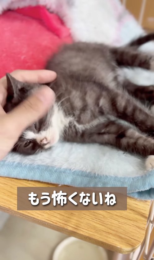 保護主さんの頭を撫でられている寝転がった子猫