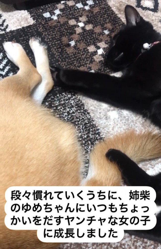 犬に触れて寝る猫