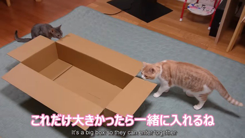 ダンボールに興味を示すきにゃこちゃんとそばちゃん