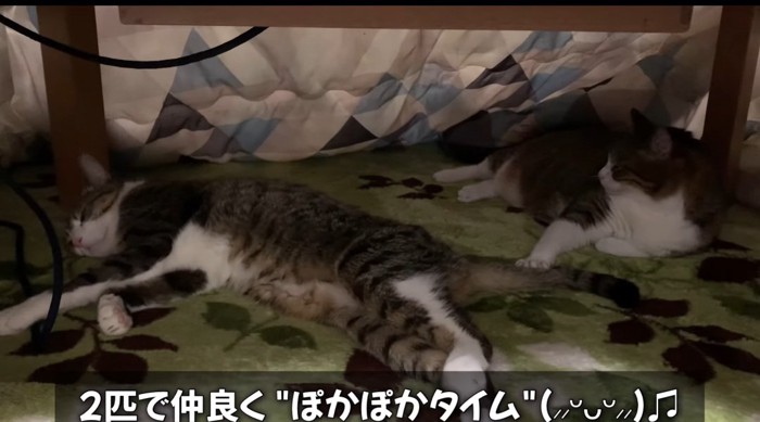 コタツの中の猫