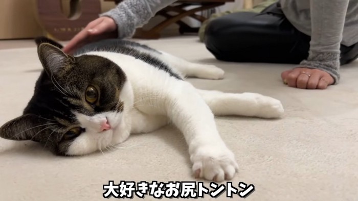 寝そべる猫