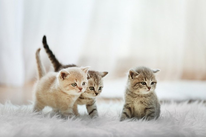 3匹の子猫