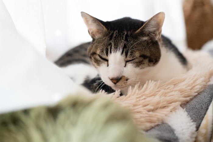 窓辺でくつろぐ可愛い猫