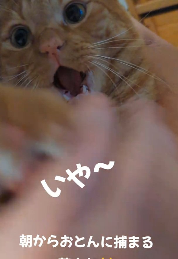 絶叫する猫
