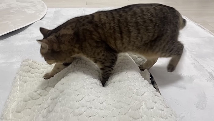 飼い主の上を横切るミヌエット 