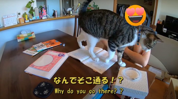 ノートを歩く猫