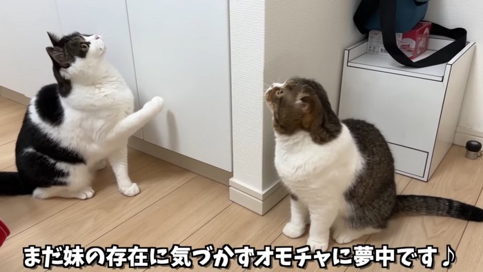 上をみる2匹の猫