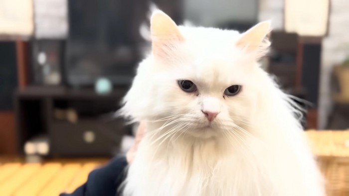 お返事するシロちゃん