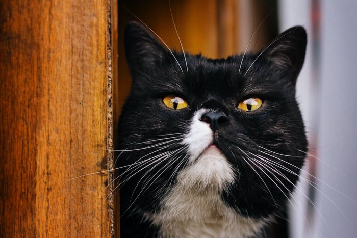 物陰からこちらを見つめる猫