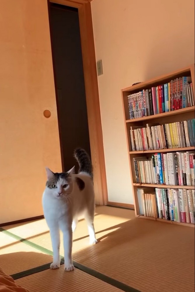 部屋にきた猫