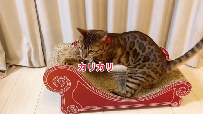 爪とぎをする猫