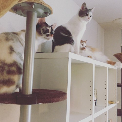 3匹の猫