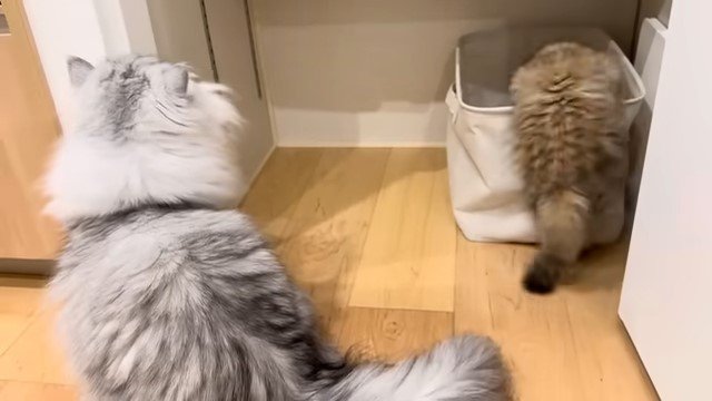 箱に入ろうとする子猫とそれを見ている猫